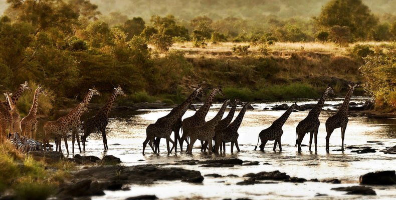 Giraffe crossing below camp