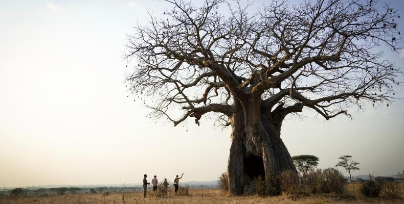 Walking safari
