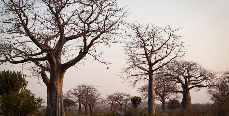 Baobab forest