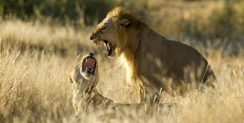 Lions