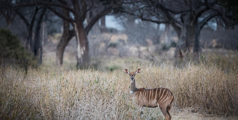 Lesser kudu
