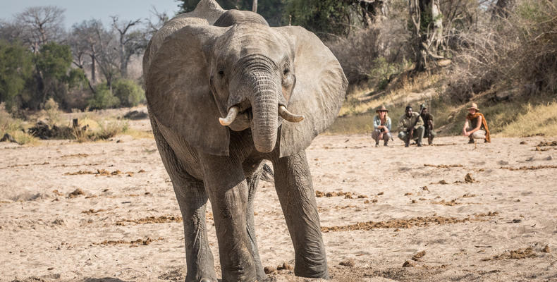 Walking in Ruaha