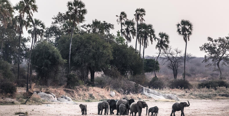 Elephants on the riverbed