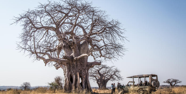Baobab break