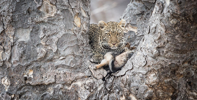 Leopard