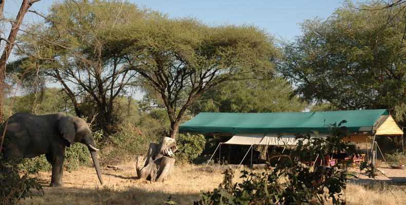 Animals in Camp