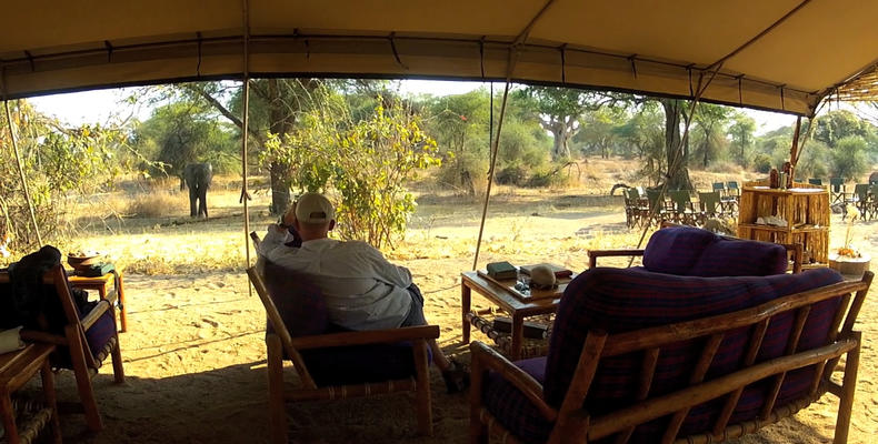 Animals in Camp