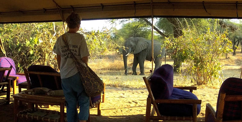 Animals in Camp
