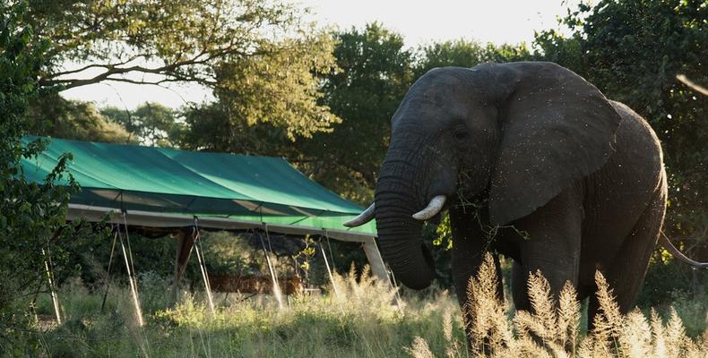 Animals in Camp