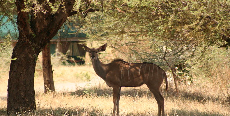 Animals in Camp