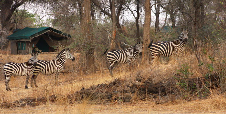 Animals in Camp