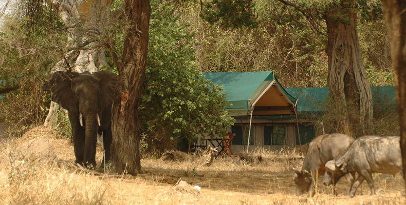 Animals in Camp