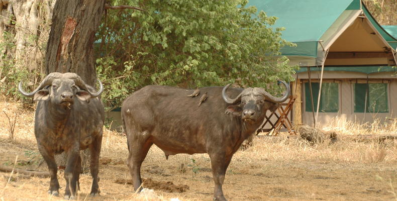 Animals in Camp