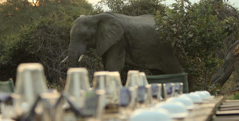 Animals in camp