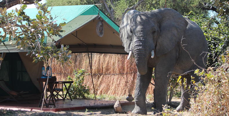 Animals in camp