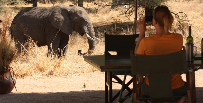 Animals in Camp