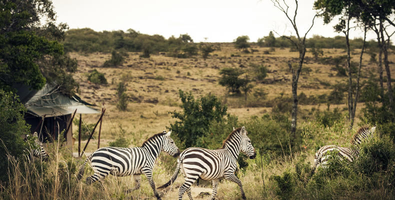 Wildlife often comes into the camp