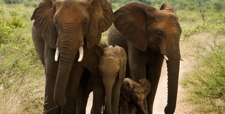 Morukuru Family Madikwe - elephants in Madikwe Game Reserve