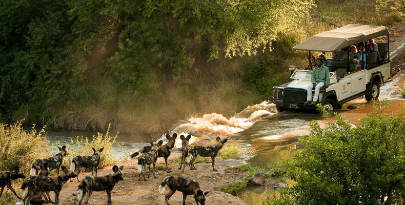 Morukuru Family Madikwe - game drive with African wild dogs