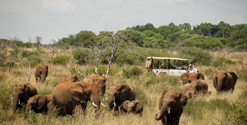 Morukuru Family Madikwe - game drive with elephants