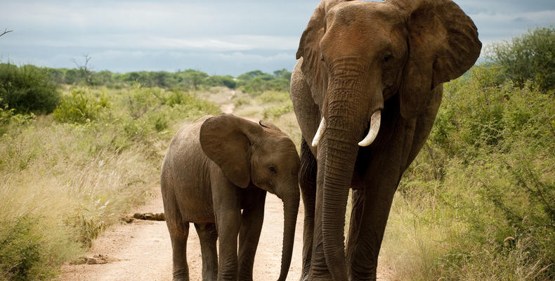 Morukuru Family Madikwe