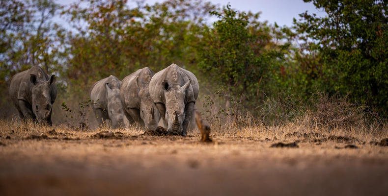 Singita Pamushana Lodge