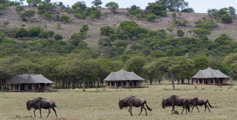Great Wildebeest Migration passing Cherero Camp