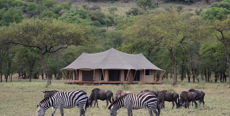 Great Wildebeest Migration