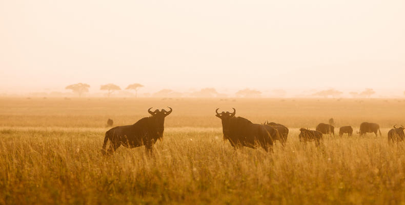 Wildebeest Migration during Sunrise