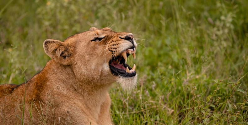 Kapama Wildlife Big Five