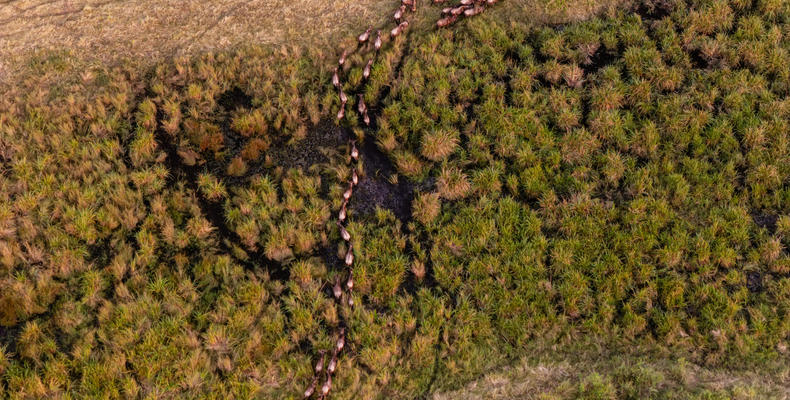 Wildebeest Migration