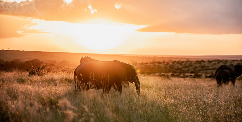 Elephant sunsets