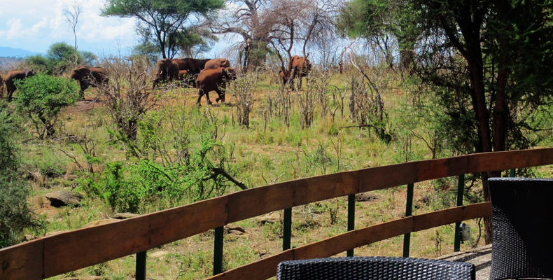 Elephants of Tarangire