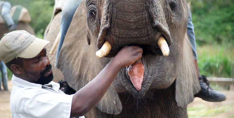 umSisi House and Elephant Interaction