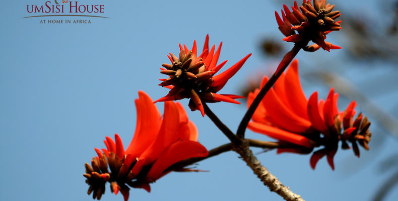 umSisi Flowers
