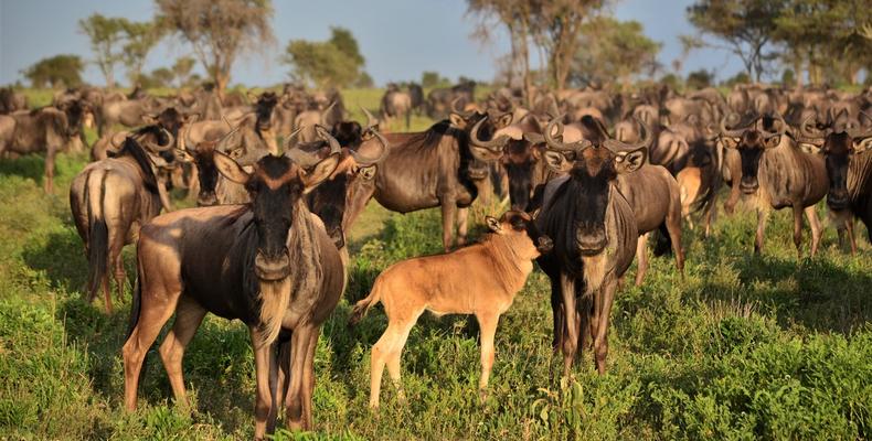 Migration - Calving Season