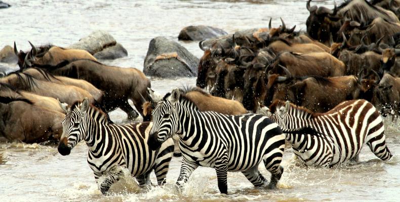 Zebra Crossing