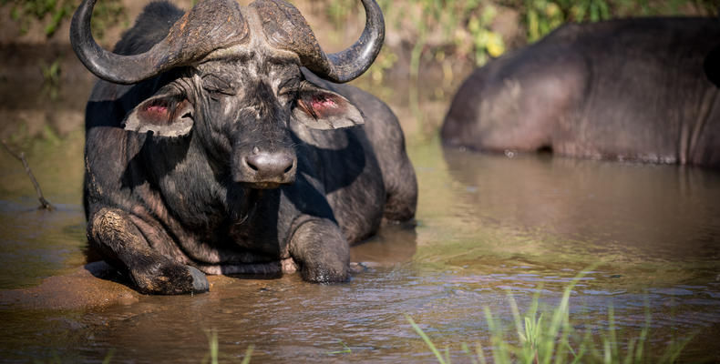 Kambaku Safari Lodge 