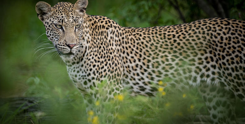 Kambaku Safari Lodge 