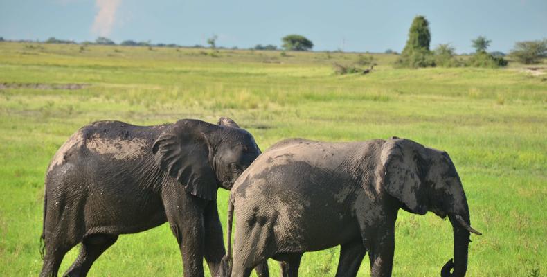 Ngoma Safari Lodge