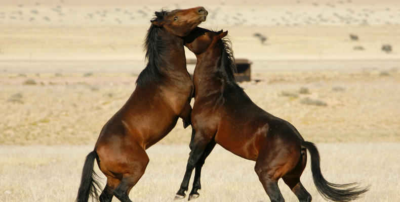 Desert Horse Inn
