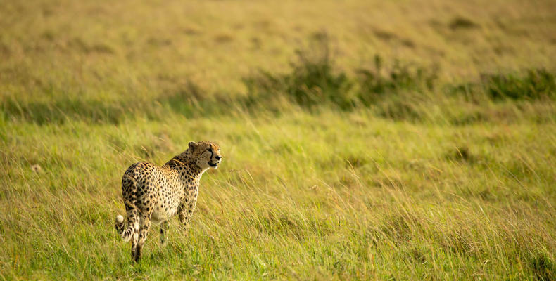 Ubuntu Camp - Cheetah