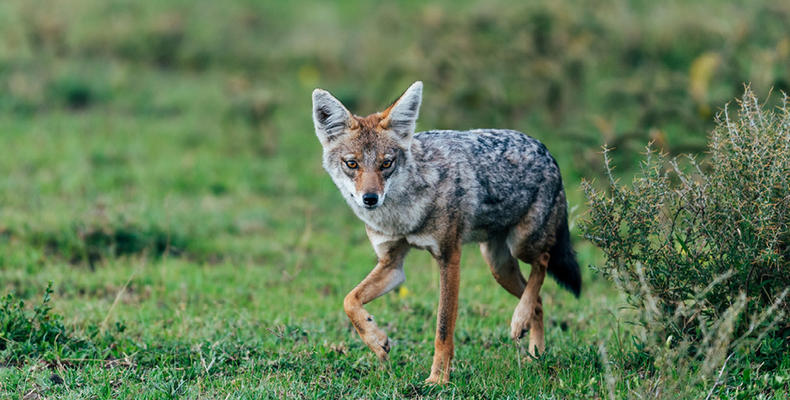 Ubuntu Camp - Golden jackal