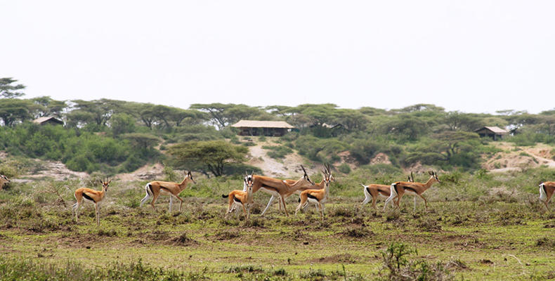 Ubuntu Camp - Impala