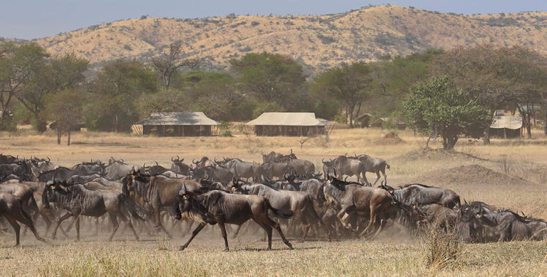 Ubuntu Camp - Wildbeest migration passing through camp