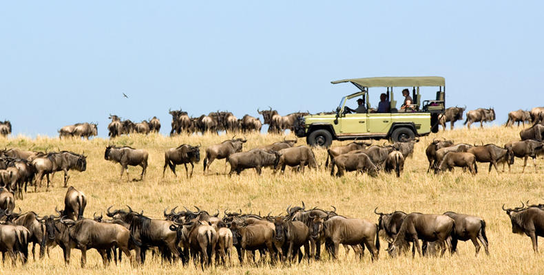 Ubuntu Camp - Wildebeest migration game drive