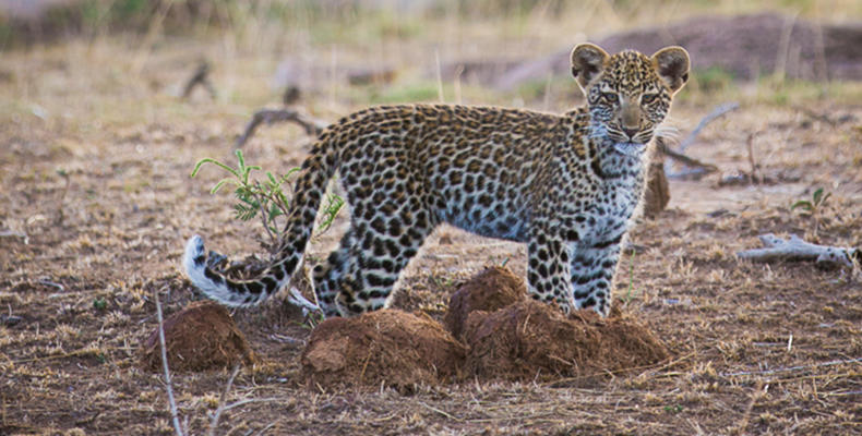 Olakira - Leopard