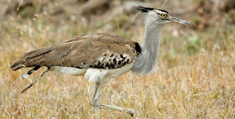 Olakira Camp - Bird