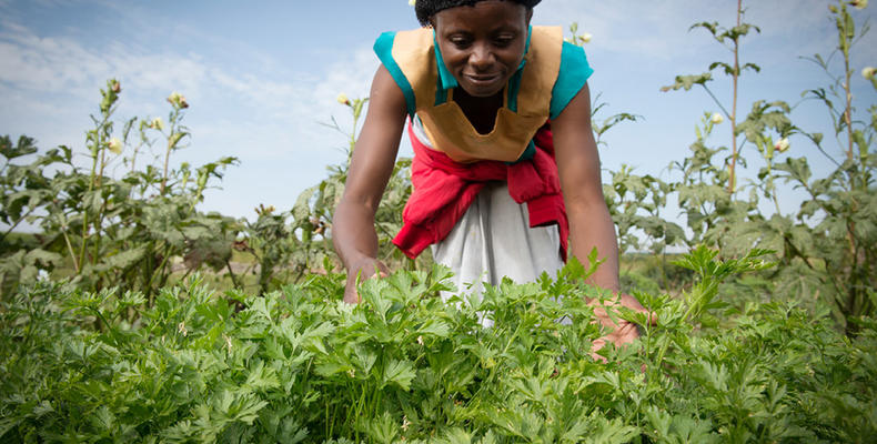 Olakira Camp - The vegetable farm which supports our Northern Serengeti Camps