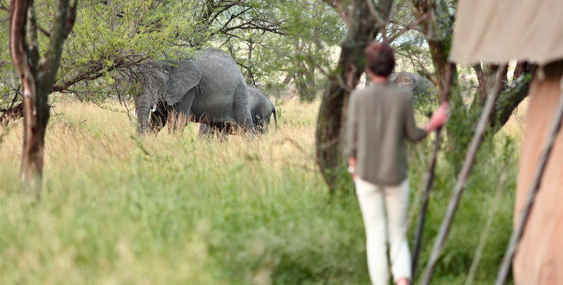 Olakira - Elephant in camp